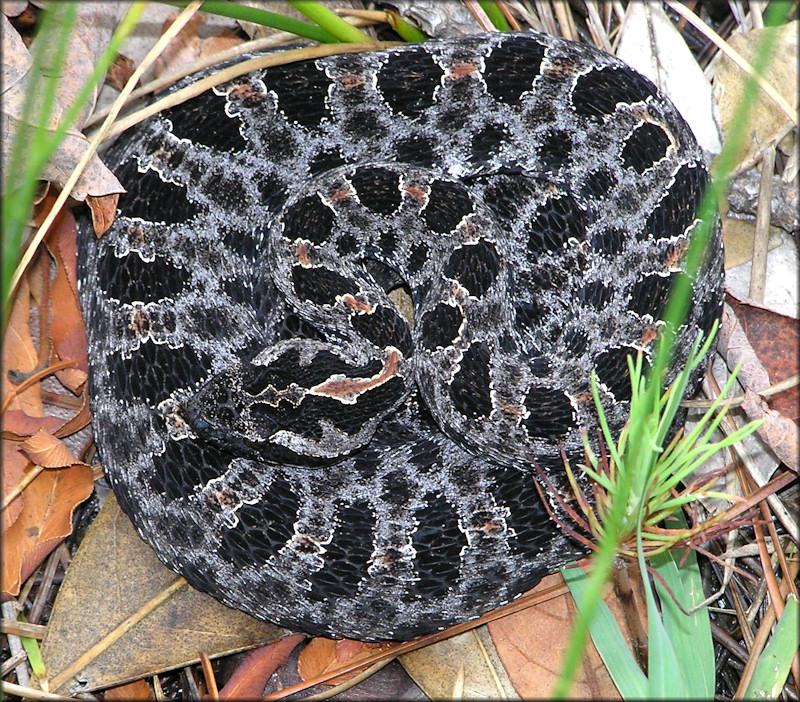 dusky-pygmy-rattlesnake-sistrurus-miliarius-barbouri